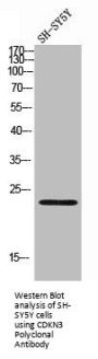 CDKN3 Antibody