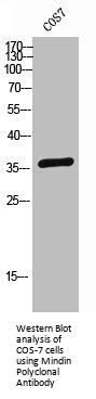 SPON2 Antibody