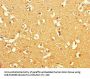 BRINP1 Antibody