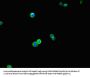 BRINP1 Antibody
