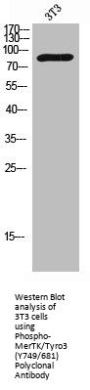 Phospho-MERTK/TYRO3 (Y749/681) Antibody