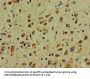 DCLK1 Antibody
