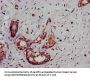 DCLK1 Antibody