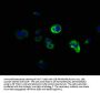 DCLK1 Antibody