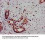DCLK1 Antibody