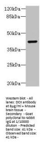 DCX Antibody