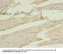 DCX Antibody