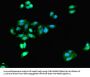 DCX Antibody