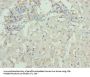 DCX Antibody