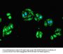 DCX Antibody