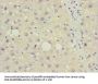 DDIT3 Antibody