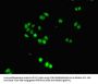 DDIT3 Antibody