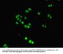 DDIT3 Antibody