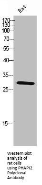 ANP32B Antibody