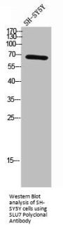 SLU7 Polyclonal Antibody