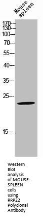 RASL10A Antibody