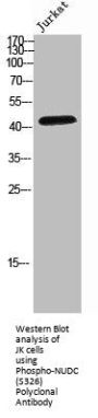 Phospho-NUDC (S326) Antibody