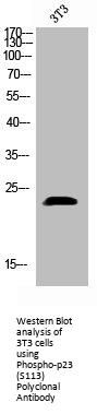 Phospho-PTGES3 (S113) Antibody