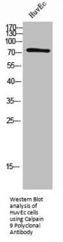 Calpain 9 Polyclonal Antibody