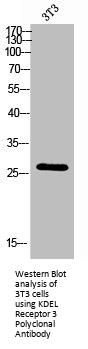 KDELR3 Antibody