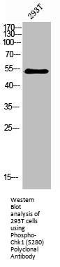 Phospho-CHEK1 (S280) Antibody