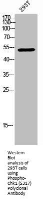 Phospho-CHEK1 (S317) Antibody