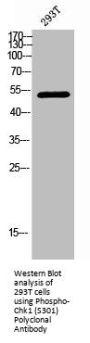 Phospho-CHEK1 (S301) Antibody