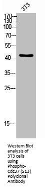 Phospho-CDC37 (S13) Antibody