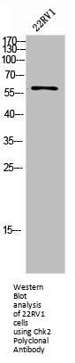 CHEK2 Antibody