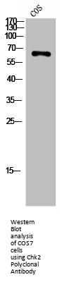 CHEK2 Antibody