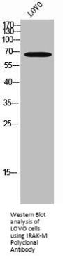 IRAK3 Antibody