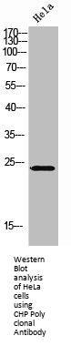 CHP1 Antibody