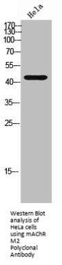 CHRM2 Antibody