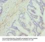 DGKA Antibody