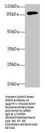 DGKG Antibody