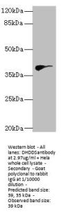 DHDDS Antibody