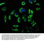 DHH Antibody