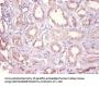 DHRS9 Antibody