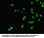 DHRS9 Antibody