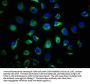 DIRAS1 Antibody