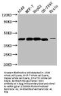 DLK1 Antibody