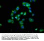 DLK1 Antibody