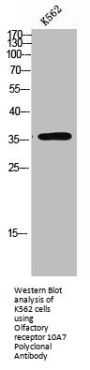 Olfactory receptor 10A7 Polyclonal Antibody