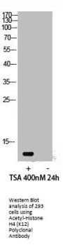 Acetyl-Histone H4 (K12) Antibody