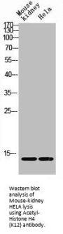 Acetyl-Histone H4 (K12) Antibody