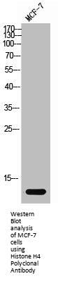 Histone H4 Antibody