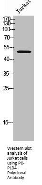 PLD4 Antibody