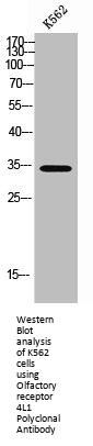 OR4L1 Antibody