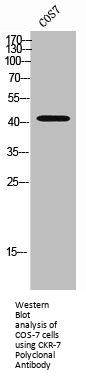 CCR7 Antibody