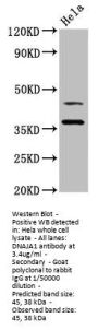 DNAJA1 Antibody